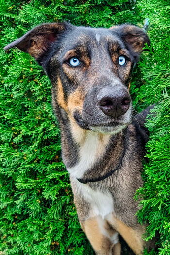 01-hunde