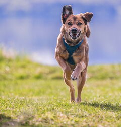 Zoé