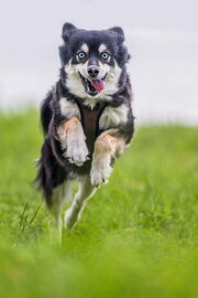 Hundeshooting